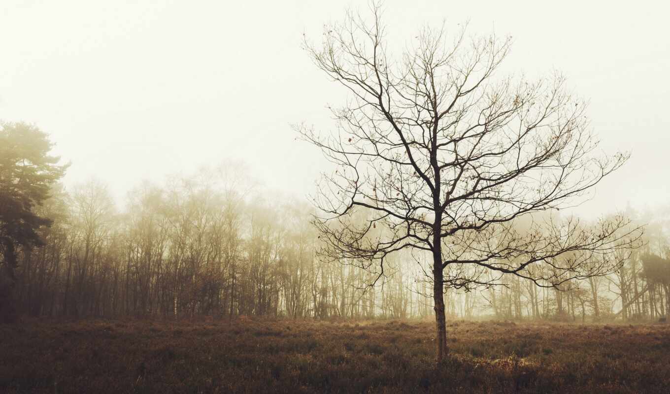 nature, tree, forest, plant, morning, lawn, mist, atmospheric, the phenomenon, wood, fore