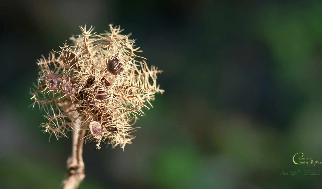 nature, grass, beauty, branch, plant, bud