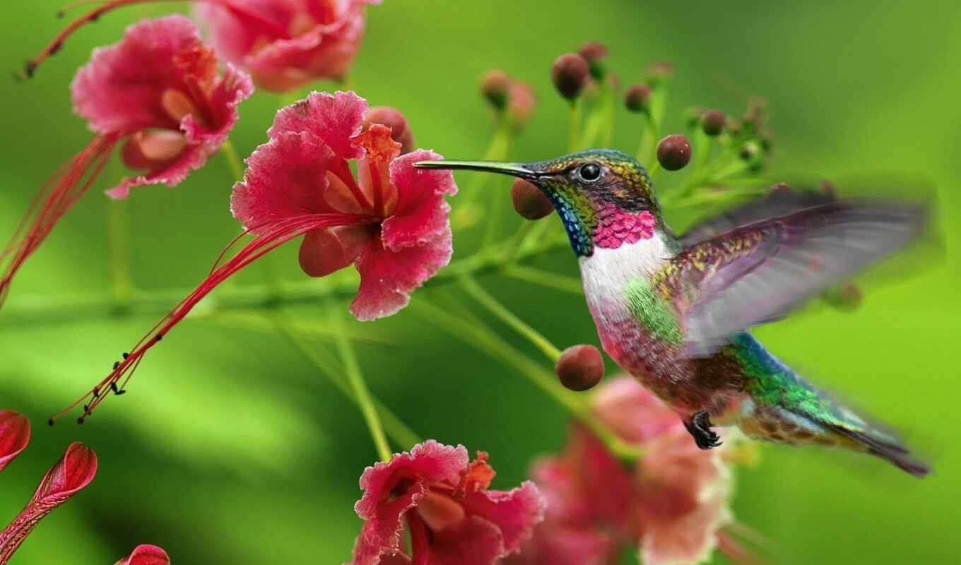 flowers, people, hummingbirds, exotica, colors