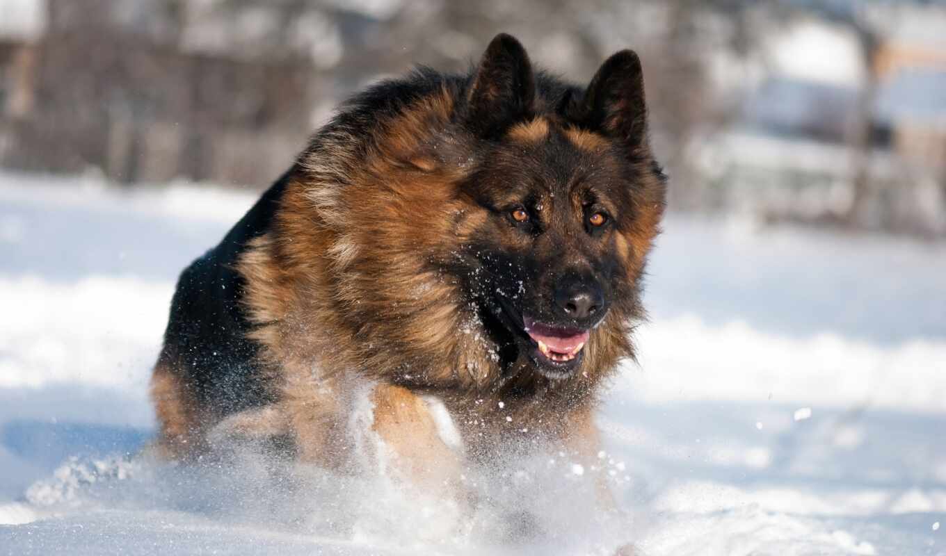 snow, winter, dog, awesome, german