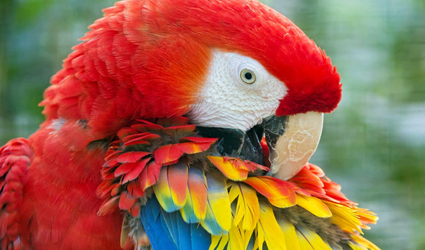 картинка, птица, попугай, яркий, zhivotnye, macaw, перья, птицы