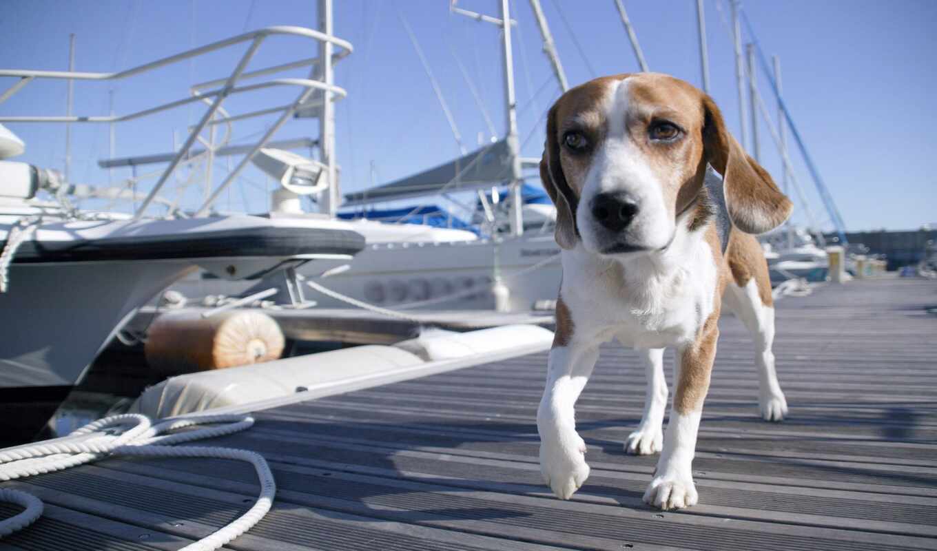 dogs, dogs, landscapes, pupils, yachts, home, yöur, record, yatesman