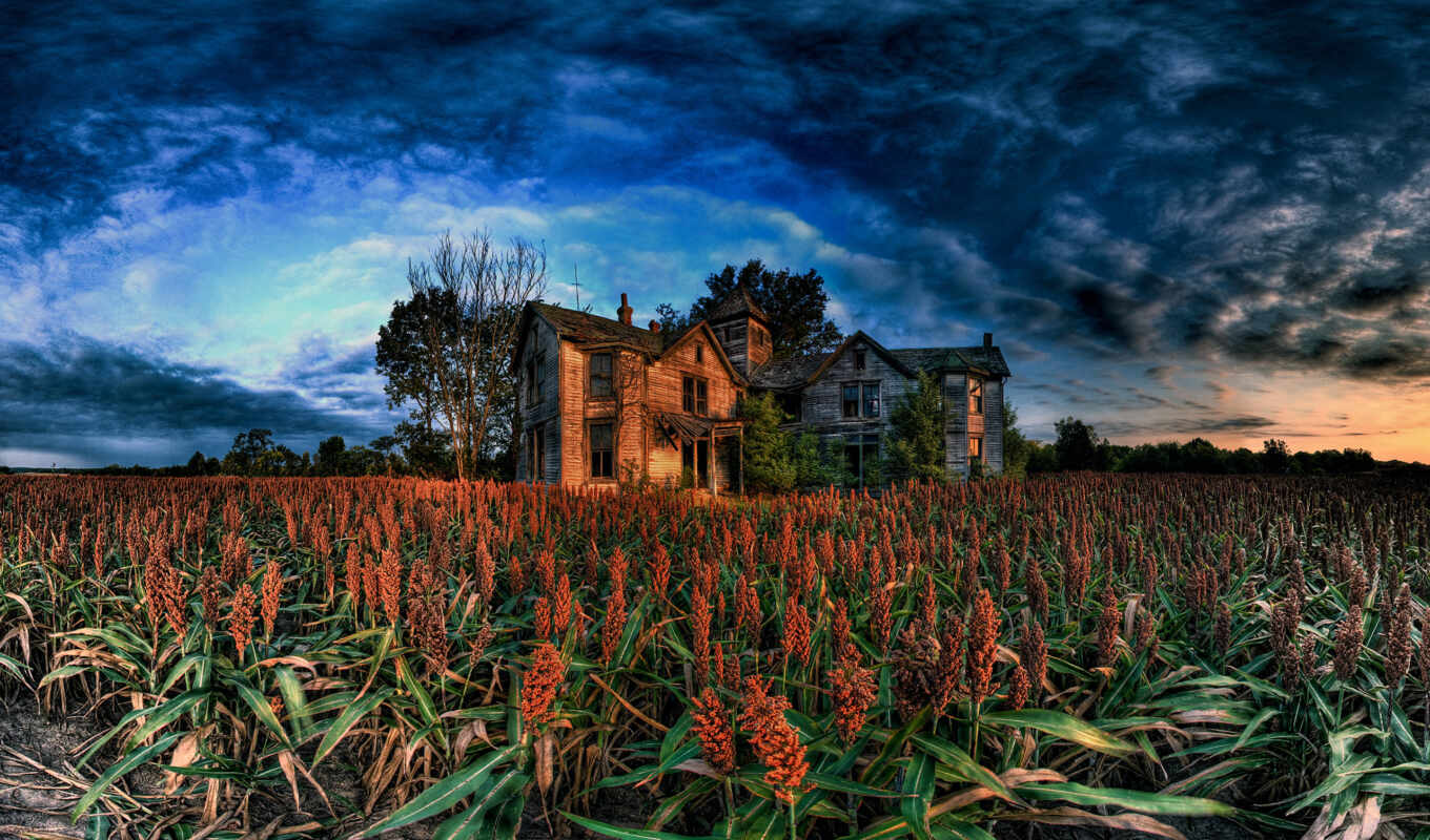 house, forest, field, under, lodge, forest, among, horrors, abandoned, triller
