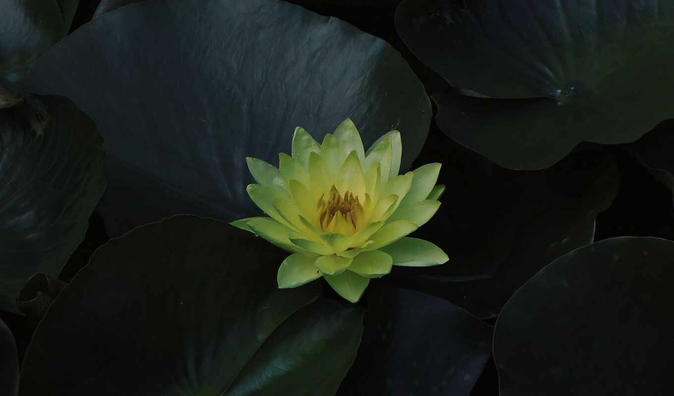 nature, flowers, game, facebook, home, water, plant, lily, pollen, water lily