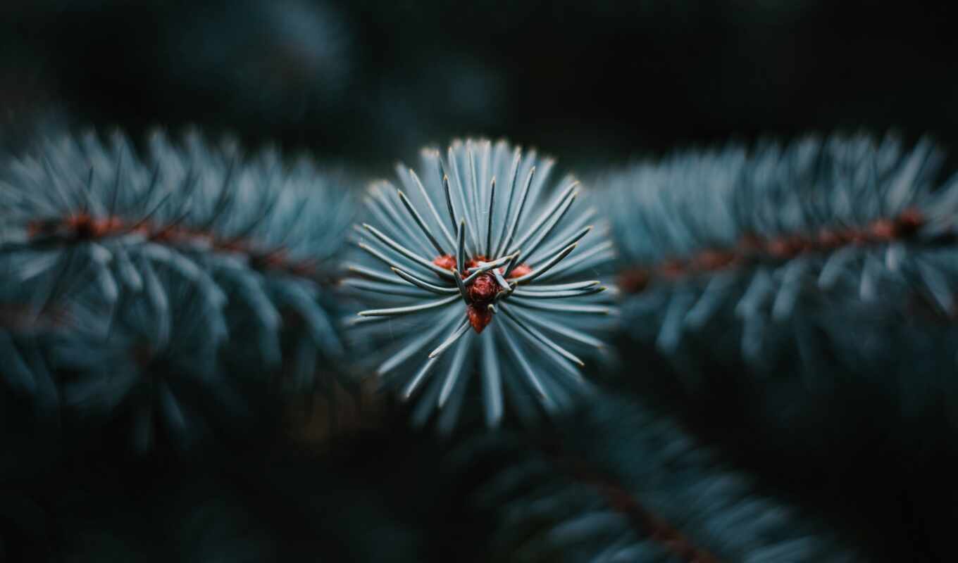 природа, фон, дерево, christmas, branch, игла, pine, ёль, rare, pixabay, вечнозеленый