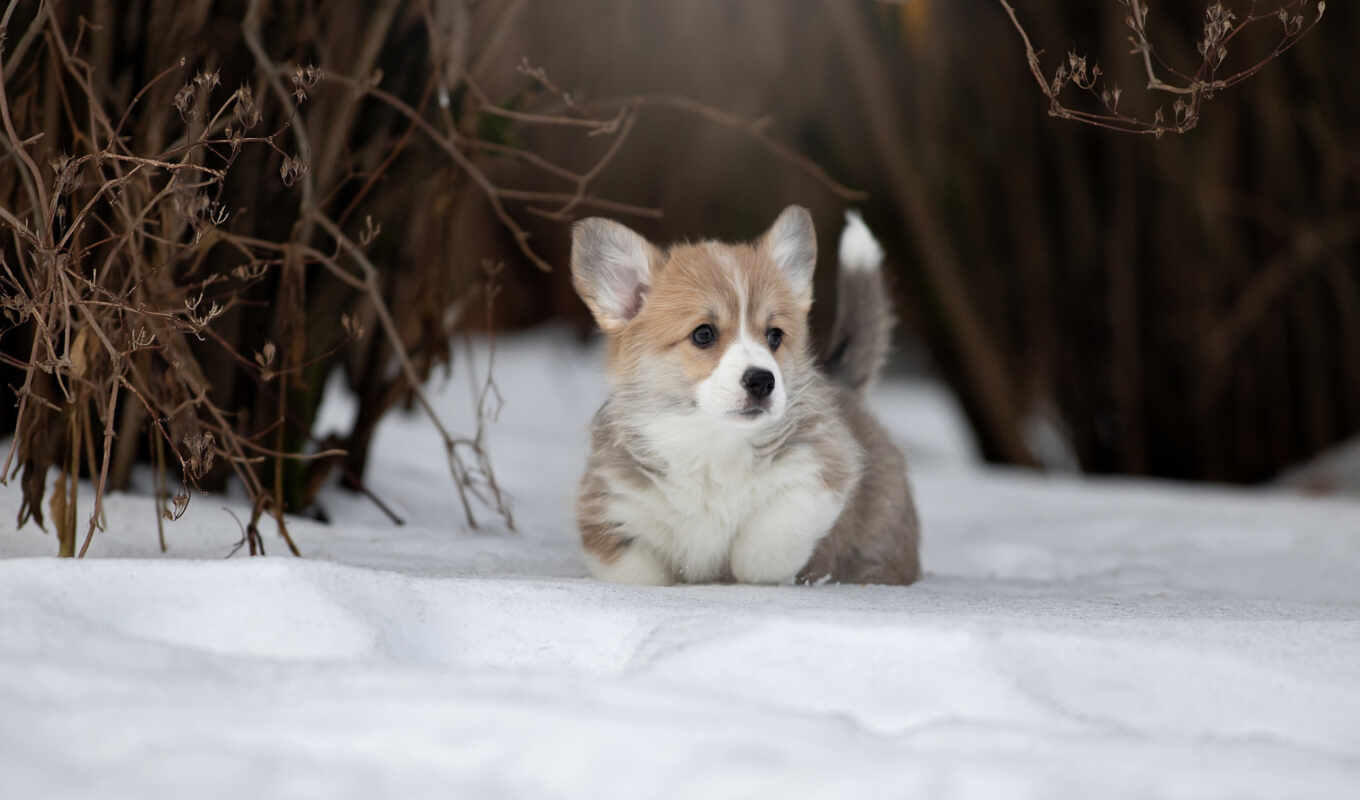 winter, cute, dog, welsh, corgi