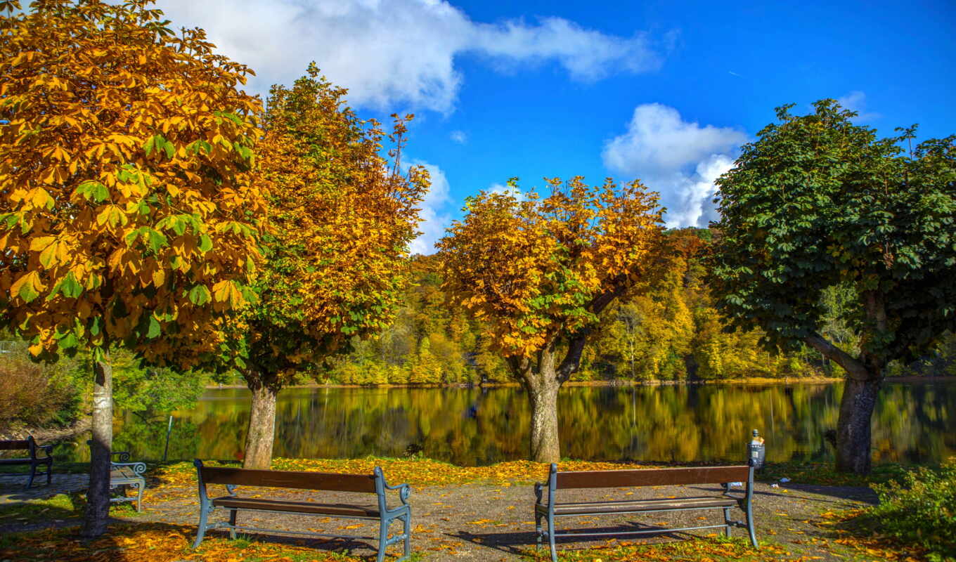 tree, autumn, bench
