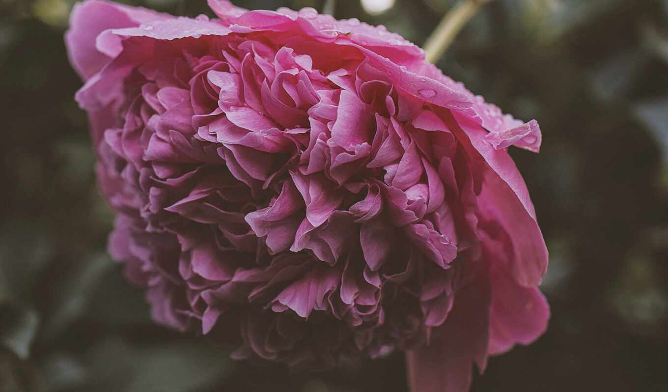цветы, розовый, роса, wet, обои с пионами