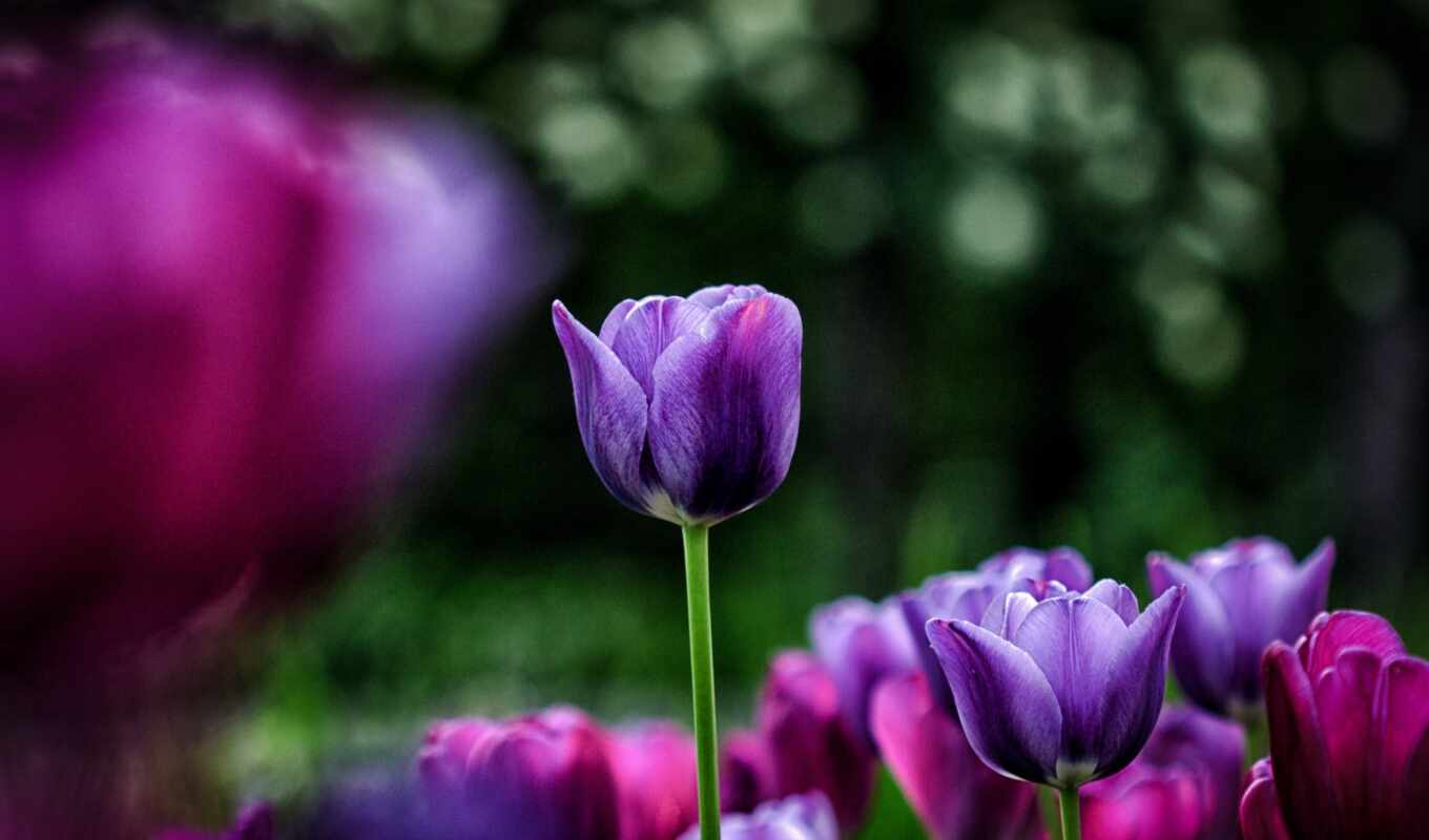 white, macro, flowers, pink, yellow, tulips, tulips, cvety, purple, blurring, flowerbed