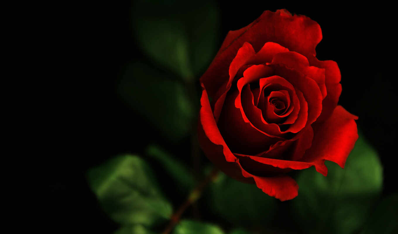 rose, pictures, red, flowers, roses