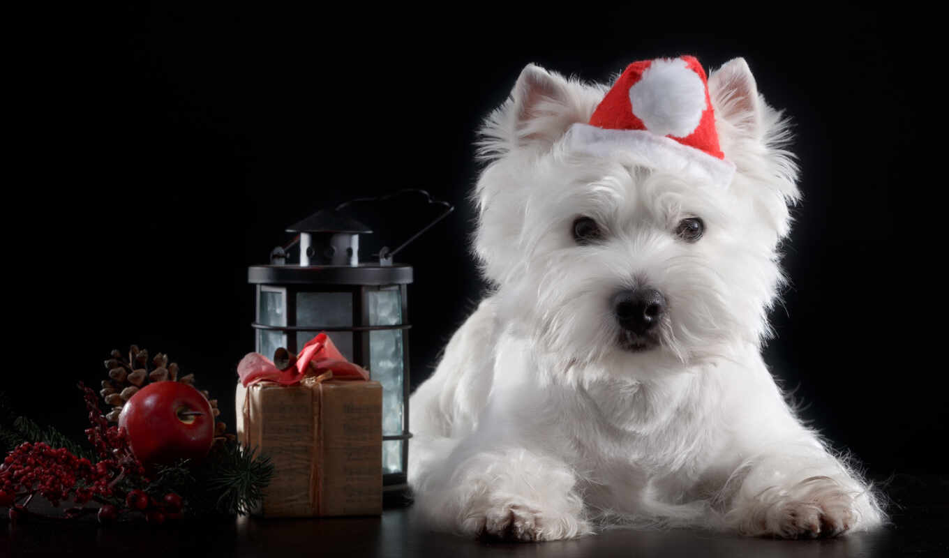 шляпа, black, white, собака, christmas, щенок, кейн, крачун