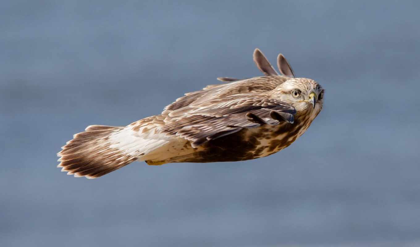 полет, сова, птица, орлан, animal, скорость, similar, mouse, hawk
