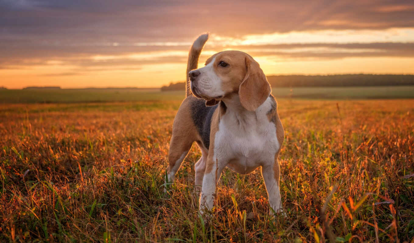 фото, white, вектор, поле, cute, собака, календарь, щенок, порода, beagle