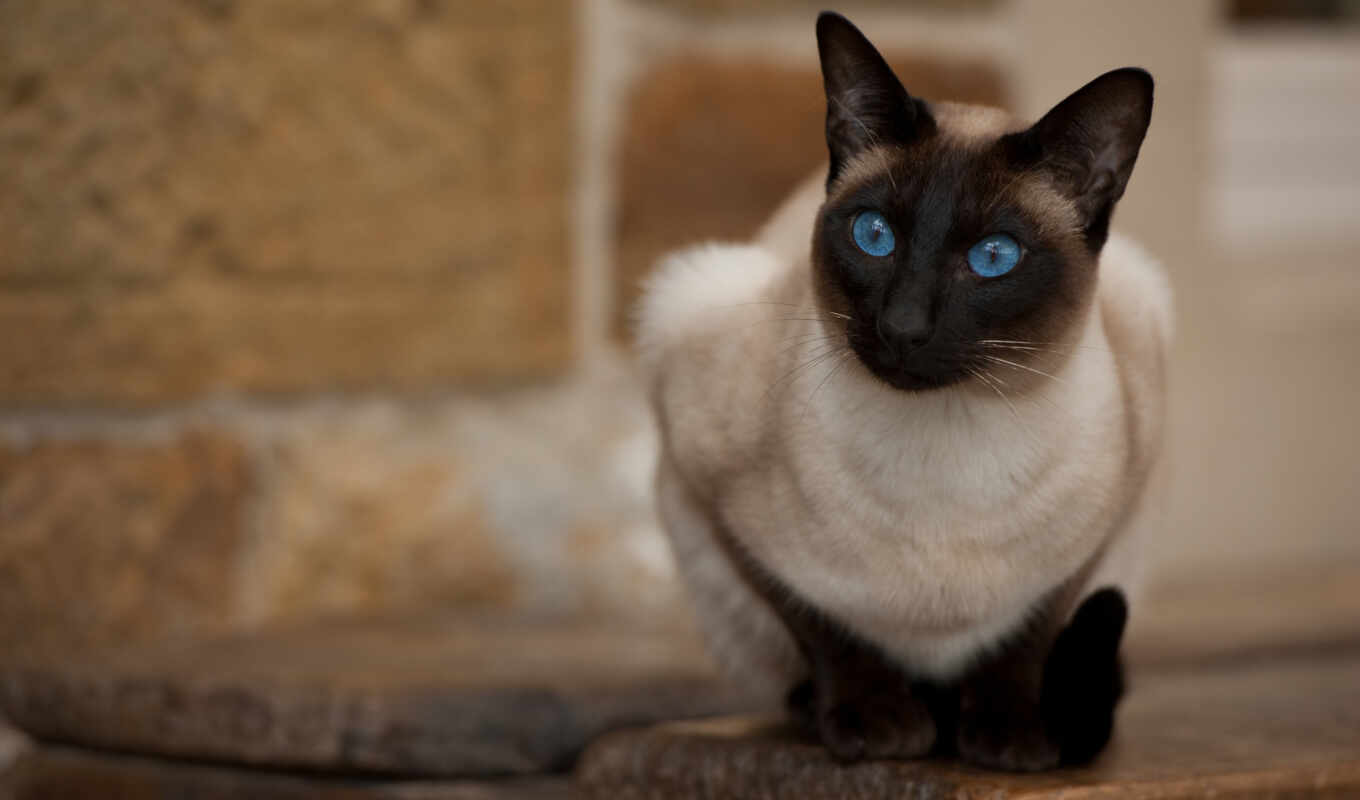 blue, глаз, кот, сиамский, thai, funart, krasivostus