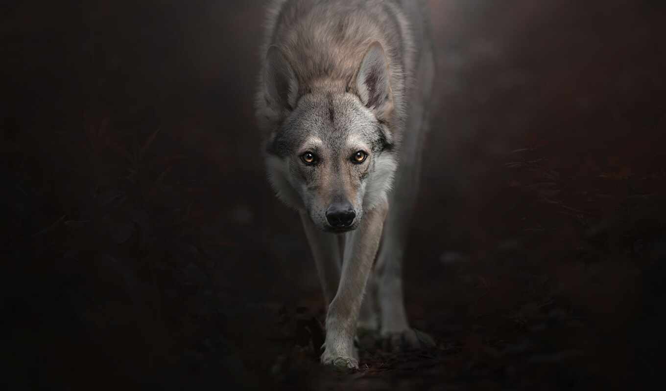 mobile, wolf, hunt, wolfdog