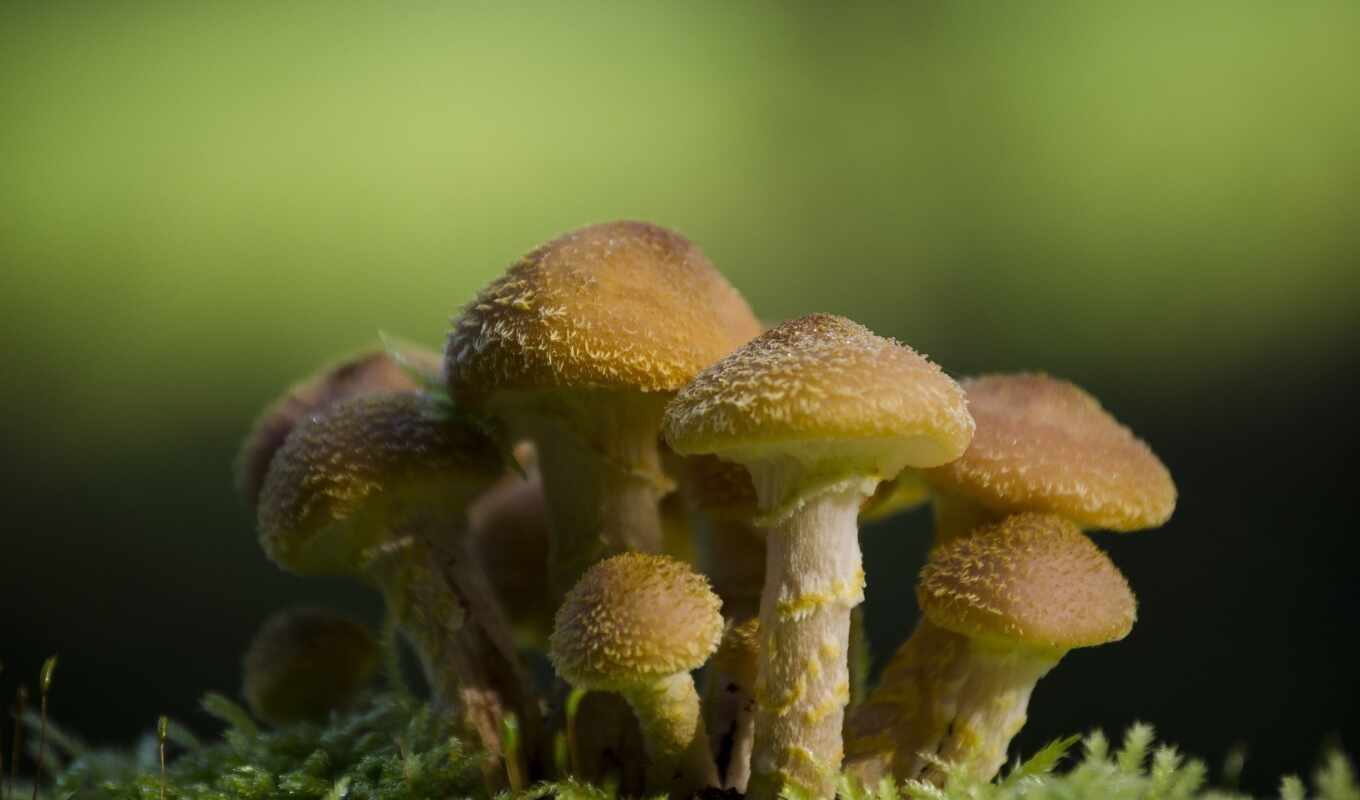 mushroom, makryi