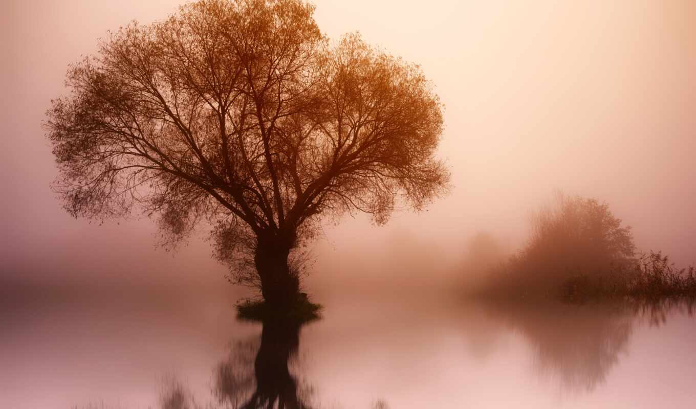 природа, дерево, water, рассвет, landscape, туман, foggy
