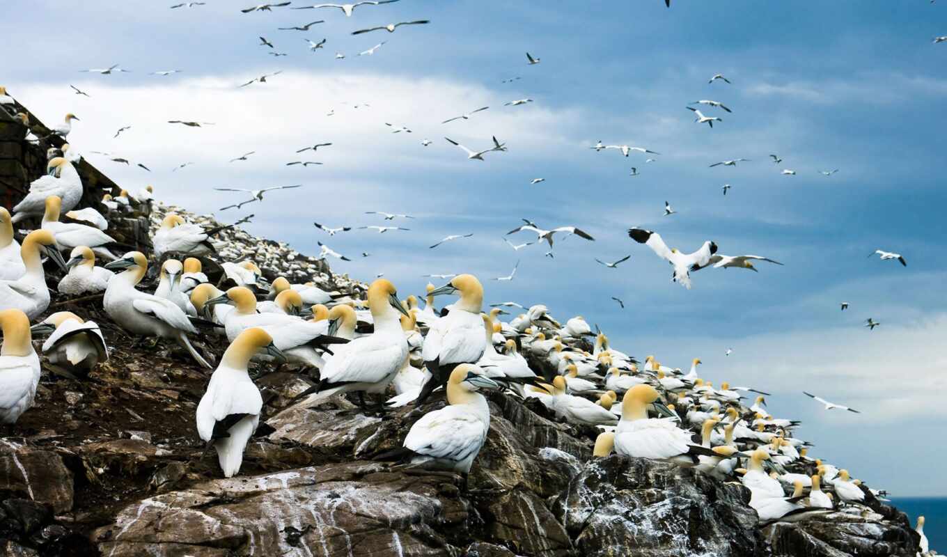 nature, photo, rock, print, island, bird, colony, cape, flu, gannet, The kidnapper