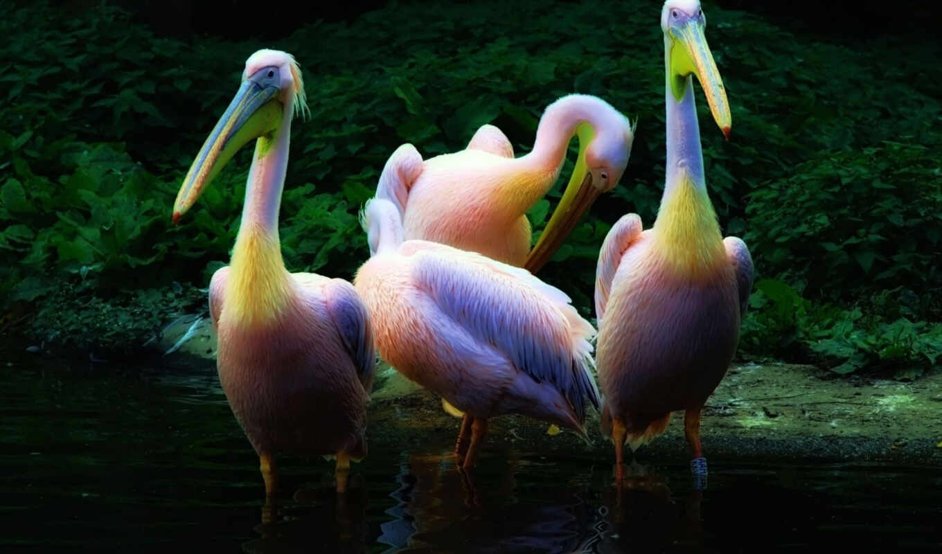 desktop, save, water, розовые, animals, байты, colored, разноцветные, избранный, pelicans, resolout, пеликаны, стайка, пеликанов
