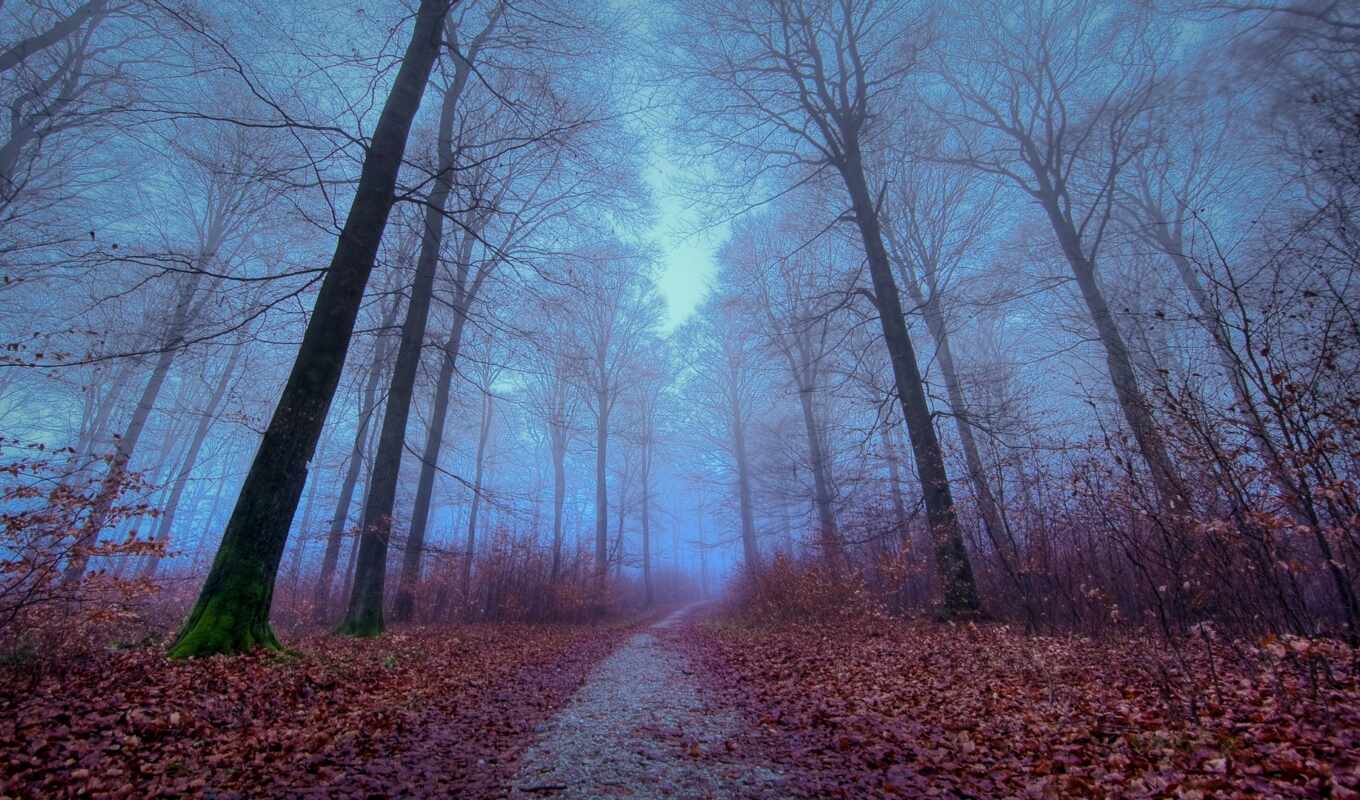 лес, gallery, осень, туман, foggy