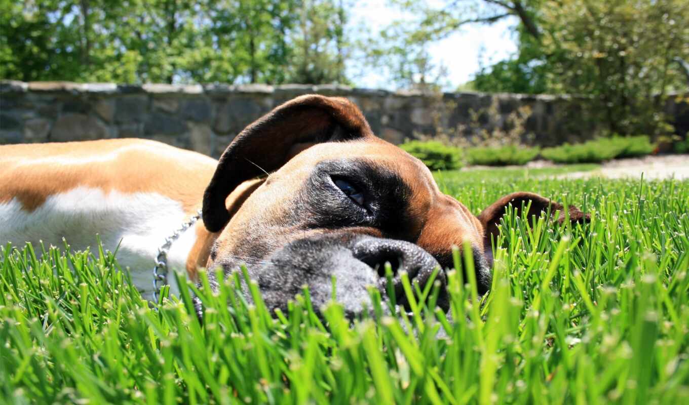 трава, собака, отдых, собаки, траве