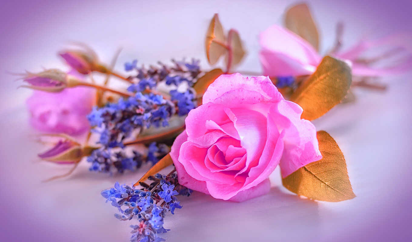 flowers, rose, background, picture, garden