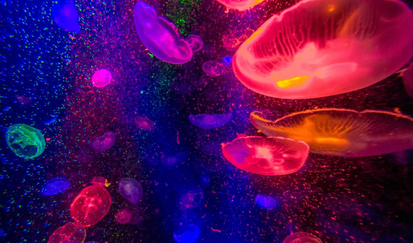 фиолетовый, jellyfish, underwater, миро, invertebrate, cnidarium, purpura