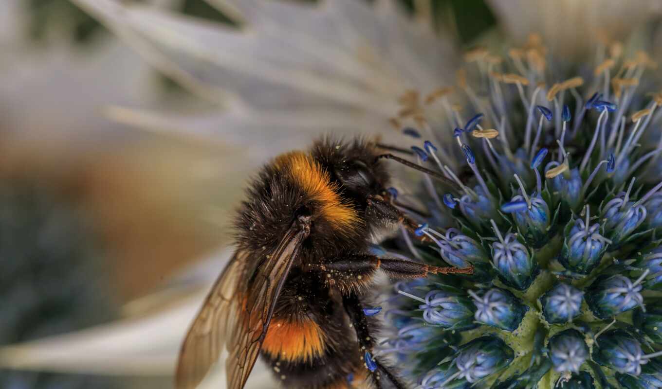 природа, цветы, пчелка, зелёный, трава, мед, забор, makryi