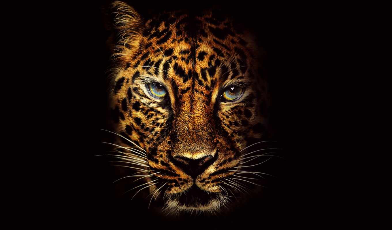 jungle, picture, muzzle, cheetah, dark, fonskachat