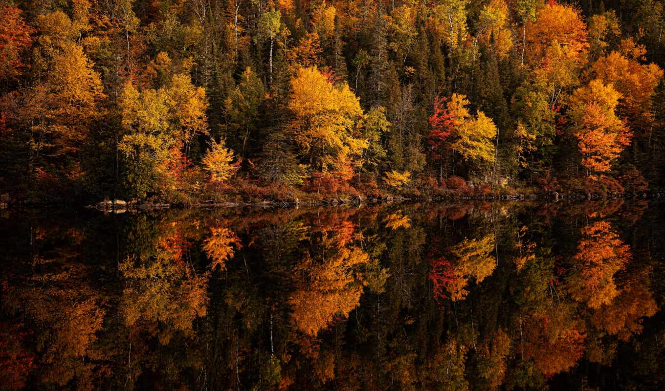 lake, tree, forest, autumn, coast, reflection, odbicie, drzew, Roz-vietlonich, by-k-ych, eziorzeoboy