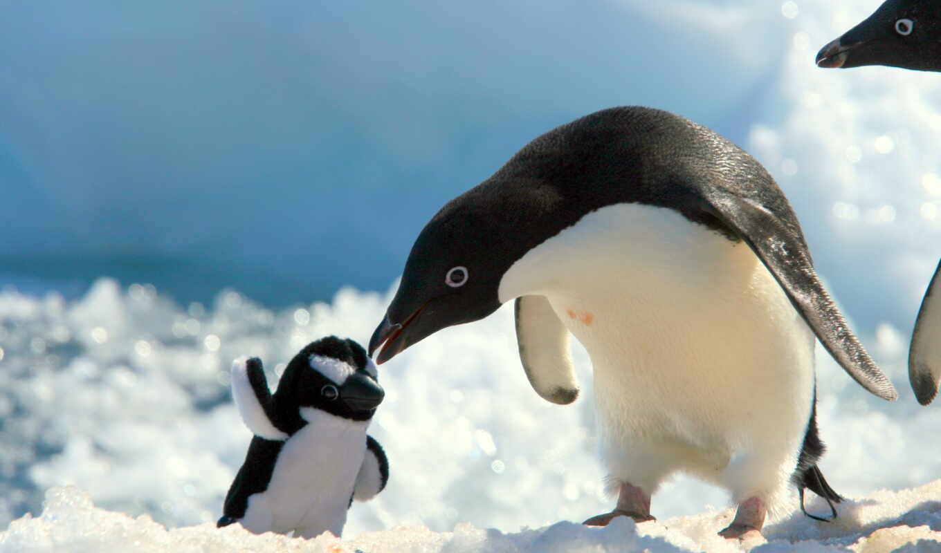 снег, высоком, пингвины, пингвин