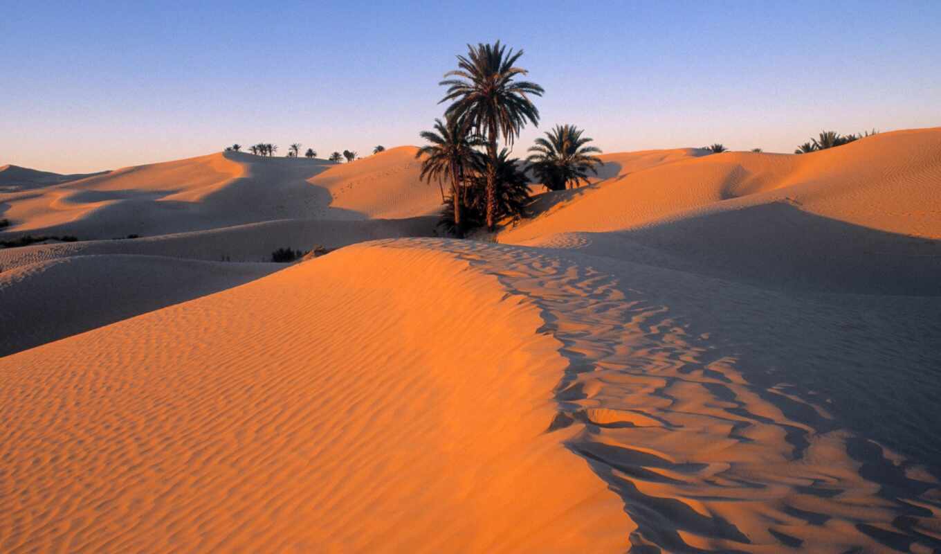 пальмы, мире, luxury, пустыне, travel, пустыни, растущие, крупнейшей, сахара, voodoohop