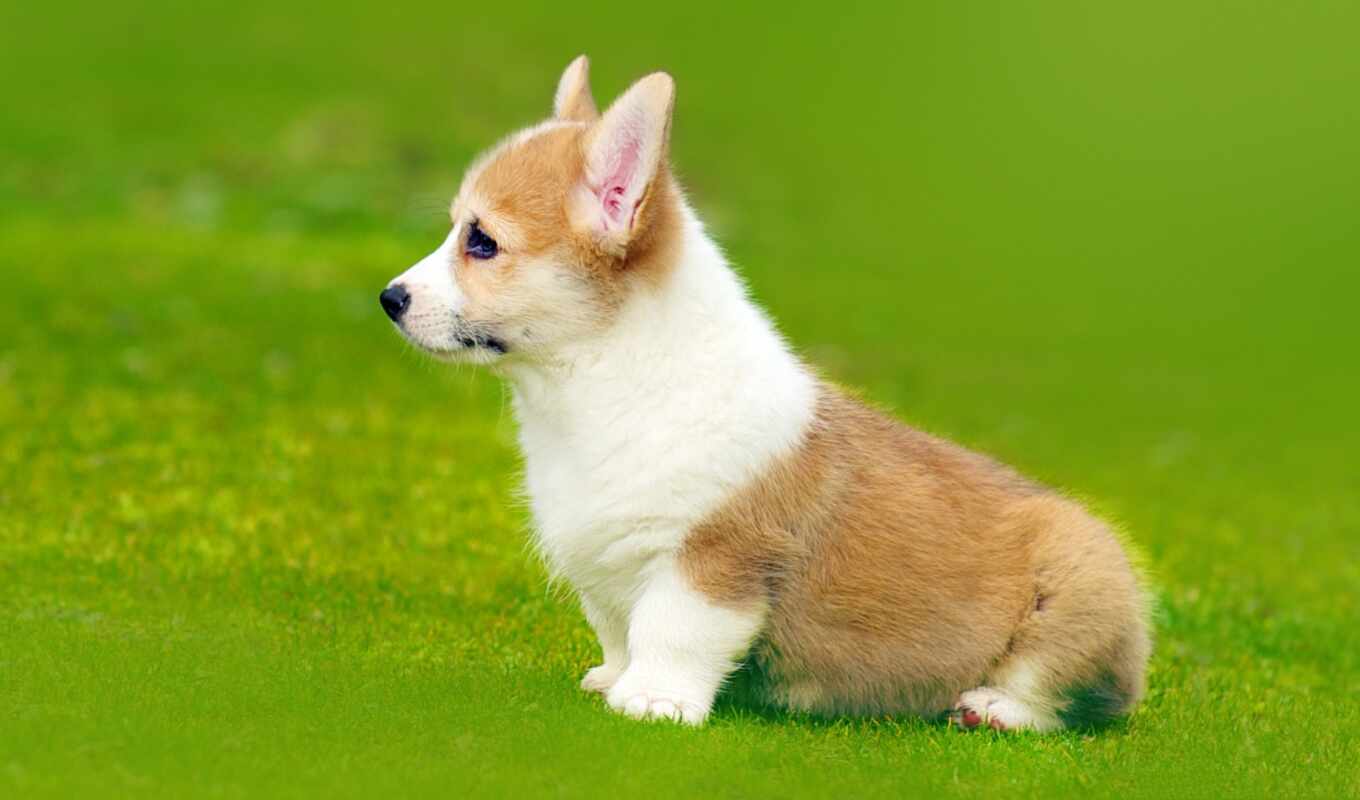 cute, dog, puppy, animal, welsh, corgi, pembroke, velsha, pembrka
