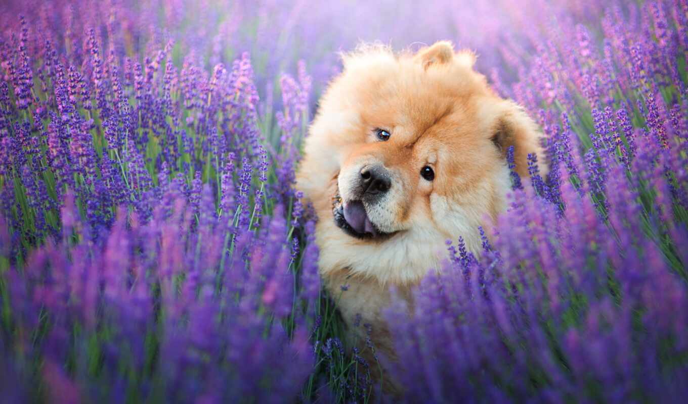 free, фотограф, red, поле, собака, порода, красивый, уход, lavender, чау