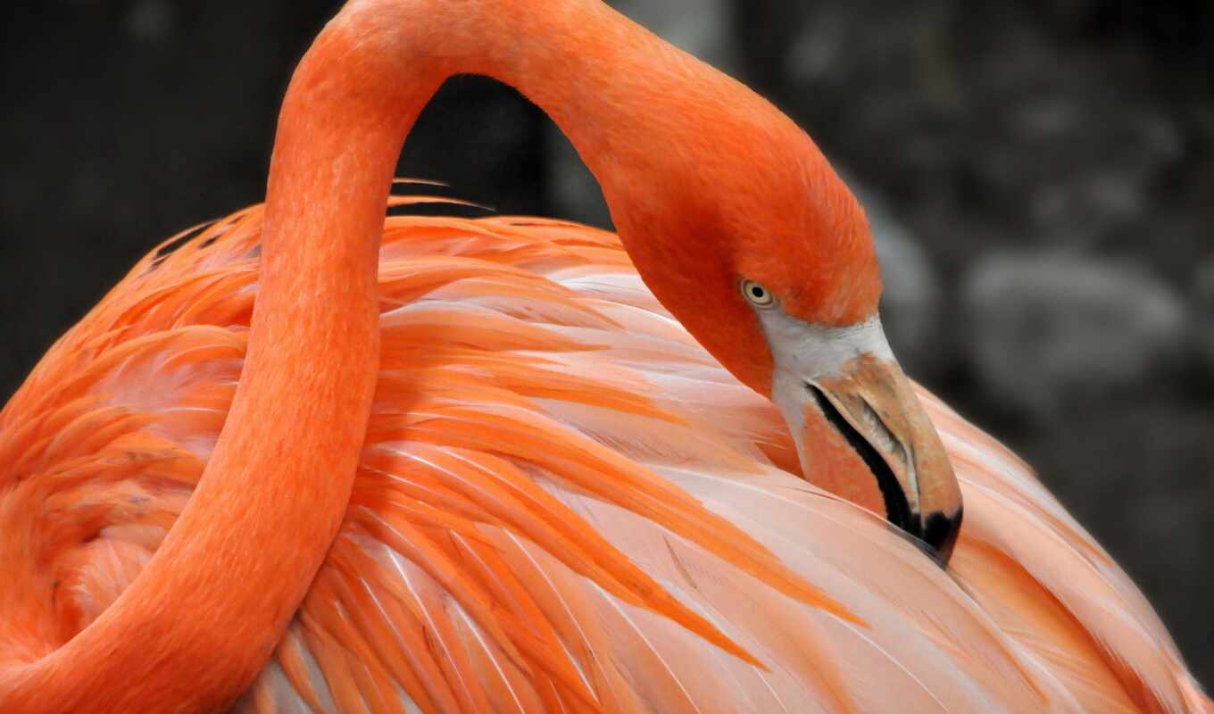 great, bird, flamingo, pink, animal, happy, ahşap