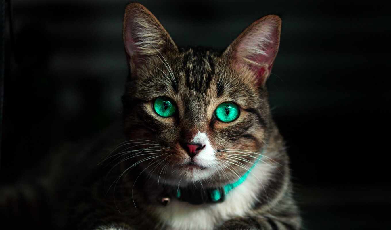 глаз, кот, зеленое, funart