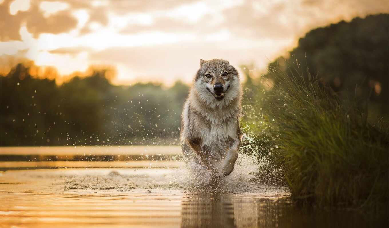 nature, water, dog, animal, wolf, run