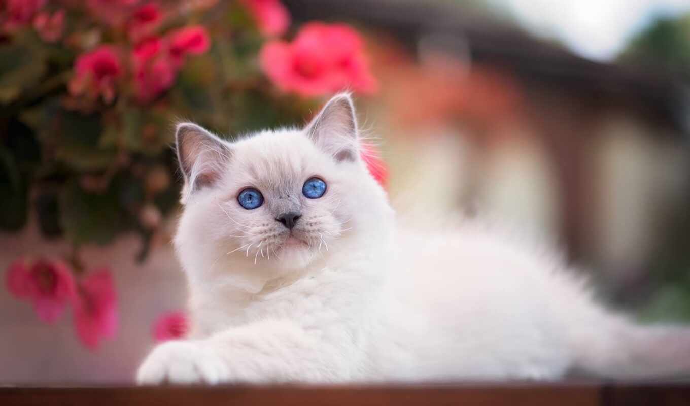 blue, white, глаз, кот, cute, котенок, animal, ragdoll