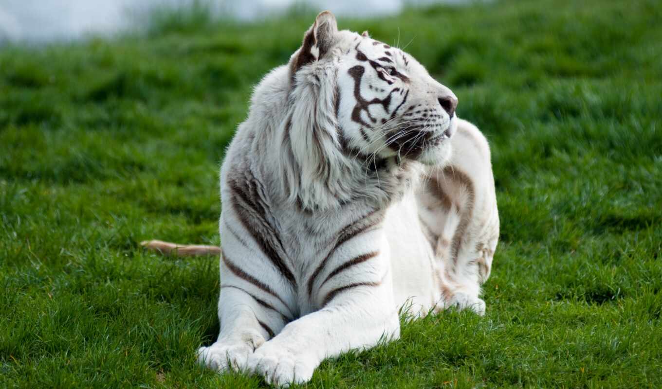 white, широкоформатные, белые, трава, девушки, winter, животные, эротические, большие, тигр, тигры, кошки, ани