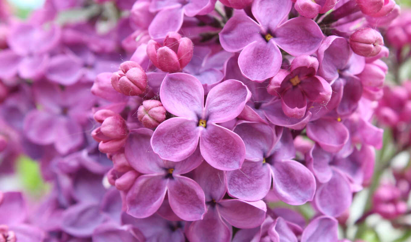 flowers, picture, macro, lilac, lilacs, petals, still-life