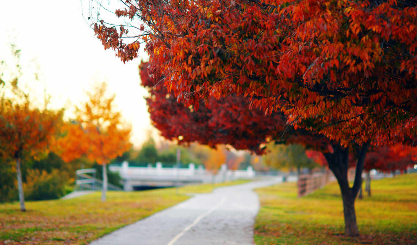 tree, road, autumn, park, trees, track, tree, attire