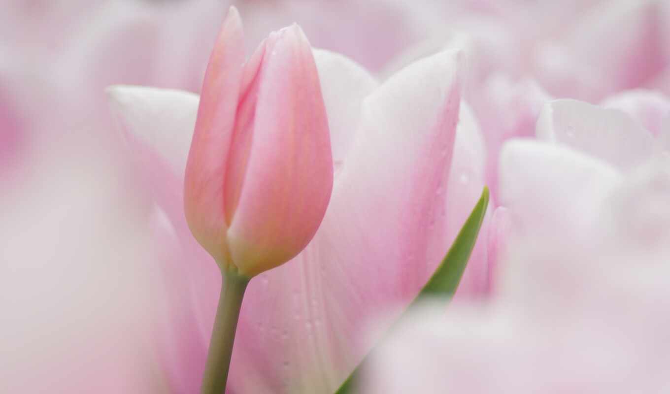 pink, tulips, cvety, gentle, trick