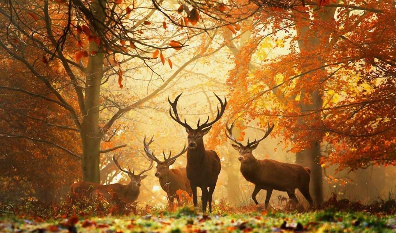 nature, landscapes-, large format, beautiful, autumn, clipart, the, autumn, trees