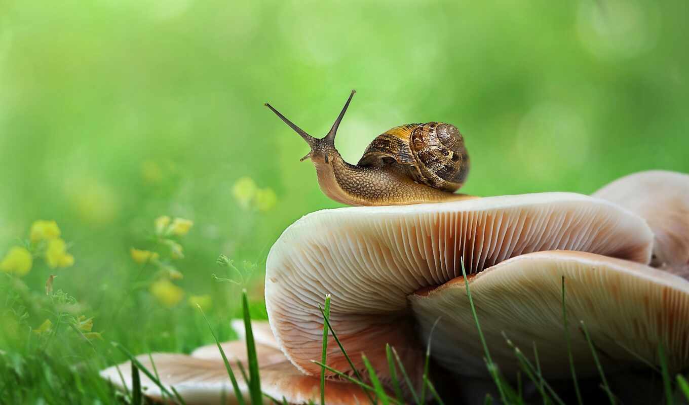 picture, green, grass, free, bokeh, snail, snails, zhivotnye, mushrooms