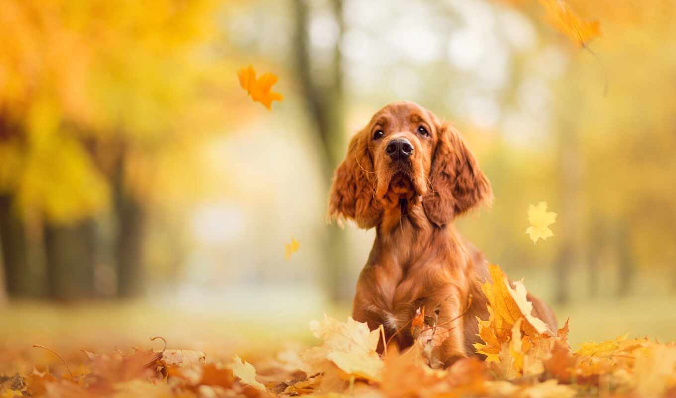 dog, genus, autumn, breed, morning, quote, singing, postcard, petsu, koda