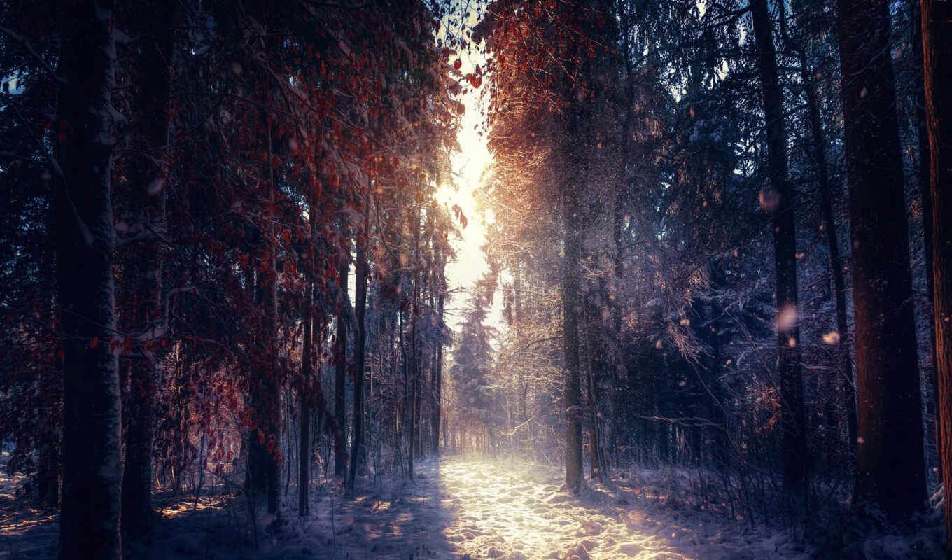 sun, winter, лес, osveschit