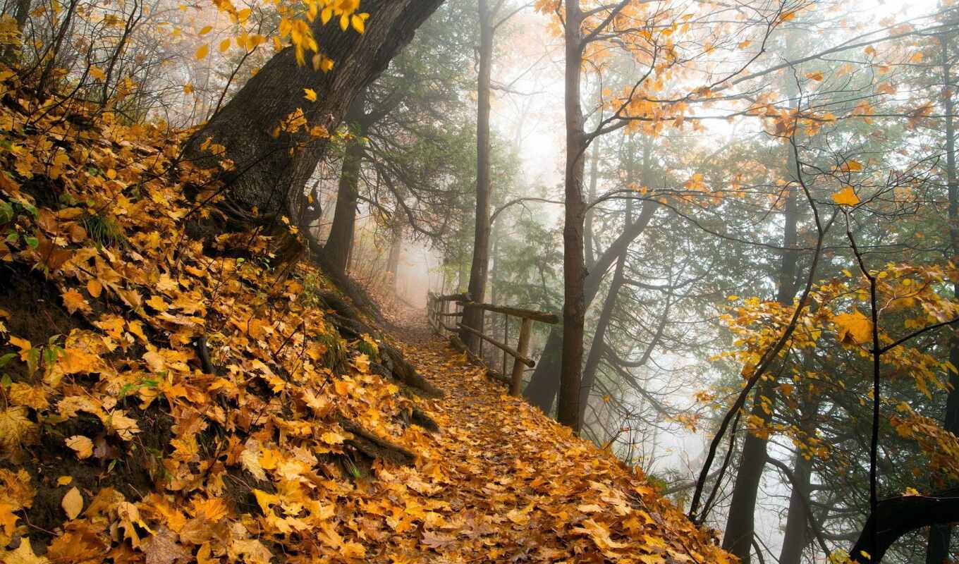 природа, фото, лист, окно, лес, осень, красивый, park, priroda