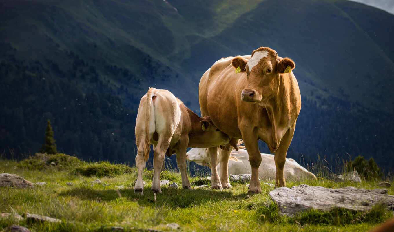 cow, теленка, animal, фото, январь, тельца, коровы