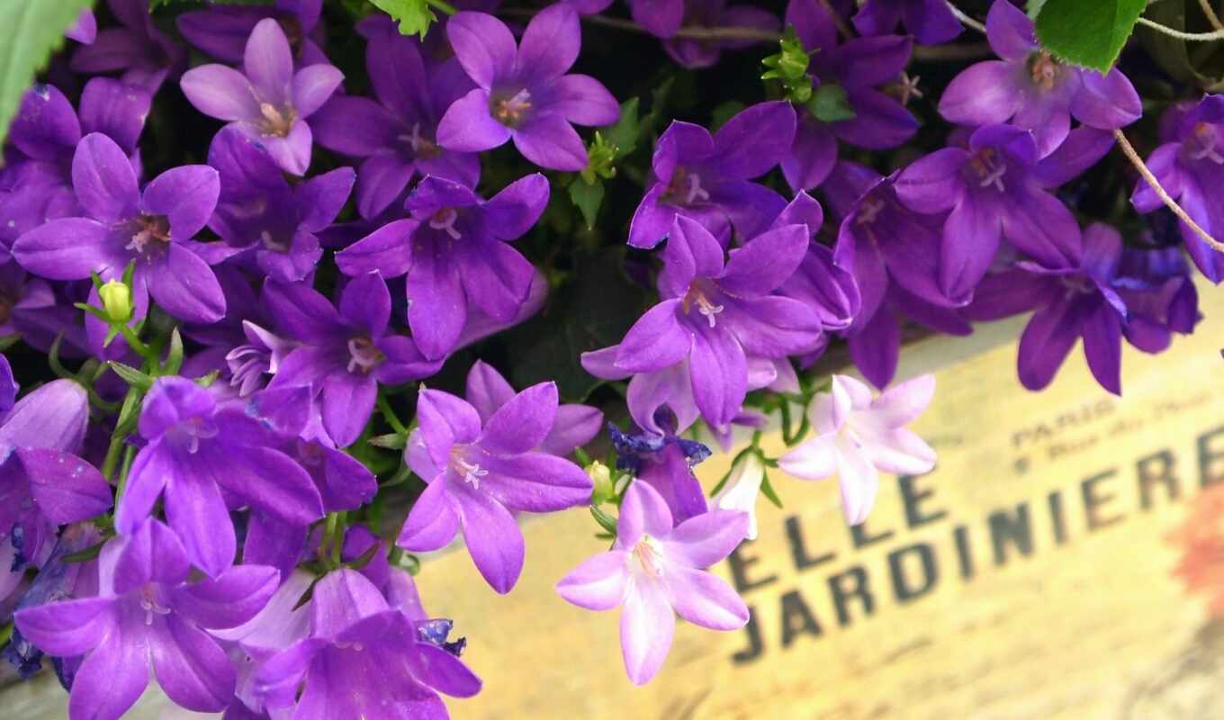 цветы, purple, bell, korobok