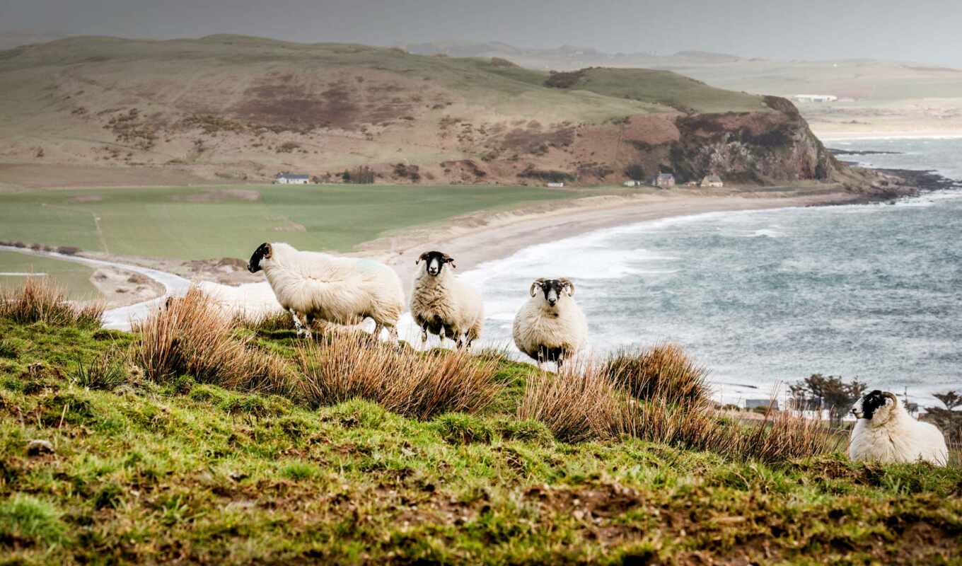 landscape, sheep, high